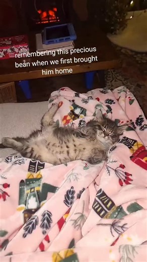 TheVeganMom on Instagram: "Wish they didn't grow so fast... #cats #kittens #kittenlovers #catfamily"