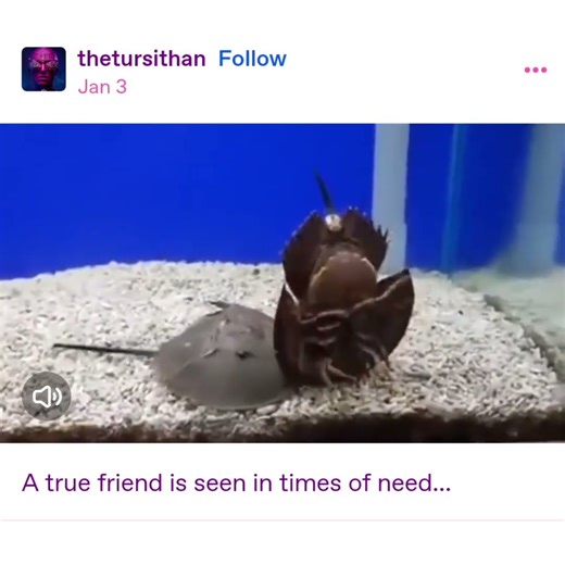 Horseshoe Crab Saves Friend