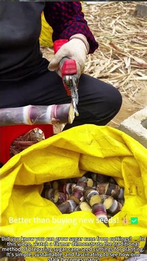 Cut Sugar Cane: Grow New Plants Easily! 🌱🔪