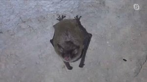 Managing wildlife diseases and COVID-19