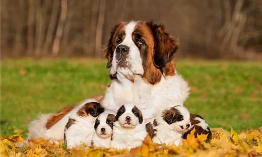 St. Bernard vs. Bernese Mountain Dog: What's the Difference?