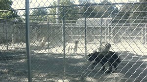 6.9K views · 148 reactions | As the 4 Paws family sits in their homes...