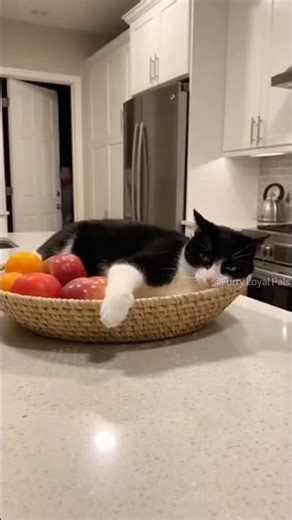 😹 🐈‍⬛ Tuxedo Cat kicks fruit basket running to Dad! #cat