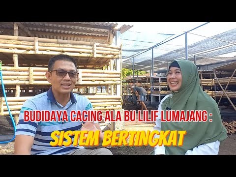 BUDIDAYA CACING ALA BU LILIF LUMAJANG : SISTEM BERTINGKAT