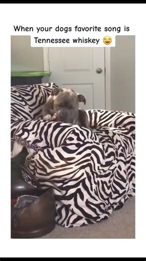 76K views · 1K reactions | This dog has a favourite song  藍 | NerdLerd | Facebook