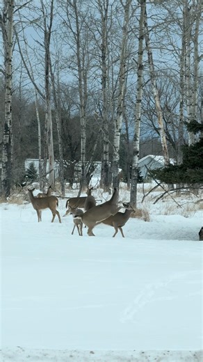 What Made This Deer So Angry? Kicking Everyone!