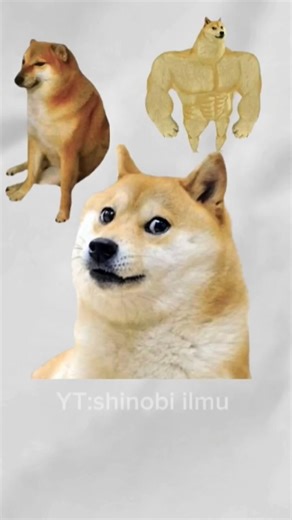 The Dog Who Accidentally Became an Internet Legend,kabosu.