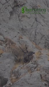The final boss has arrived! 📞📞👊🏻 . Hunting area: Tayikistán ⛰️ Specie: Bukharan Markhor 🐐 Only with www.iberhunting.com . #iberhunting #hunting #huntingseason #jagd #outfitters #huntingtrip #ibexhunting #tayikistán #tayikistán🇹🇯 #hunt #wildsheepfoundation #oneinalifetime #parabk #hunters | IberHunting