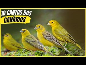 10 Brazilian Canaries with the Most Beautiful Songs and Their Habitats!