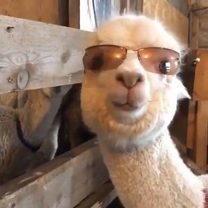 « Try Me » Out Now http://smarturl.it/PCRtryme | DJ SNAKE