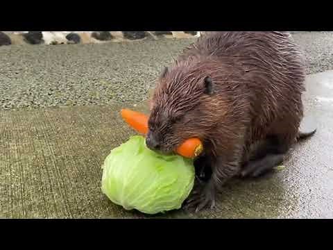 Here's a Beaver carrying a carrot and a head of lettuce back to his home