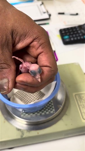 New Chick