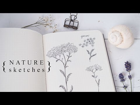 More Botanical Illustration: Sketching the Natural World