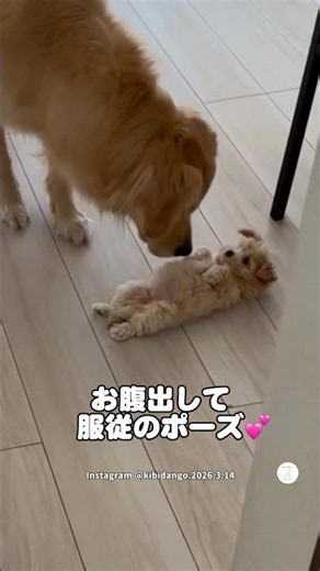 初対面のゴールデンに甘える子犬💕 #ゴールデンレトリバー #マルプー #犬 #かわいい犬 #犬のいる暮らし