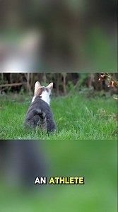 The Light They Can’t Catch #CatLaser #FunnyPets #CatShorts