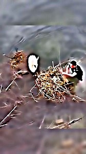 A Simple Kindness That Touched Every Heart 💖🙏 . . . . . #funny #studio #fandub #film #producer #audio #madlipz #voiceactors #n #tv #narrator #locucion #voices #anime #voiceoverwork #actress #memes #video #elearning #locutora #tiktok #doblaje #instagram #o #instagood #commercial #model #viral #singersongwriter | Dream World