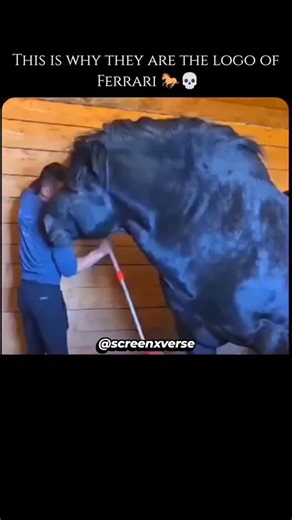 Screenxverse on Instagram: "Draft horses, also known as draught, dray, or heavy horses, are large equines selectively bred for their immense strength, endurance, and remarkably docile temperament. Historically, they were essential working animals, playing a pivotal role in agriculture by plowing fields and hauling heavy loads, as well as in transportation and logging before the widespread use of mechanized vehicles. These "gentle giants" are characterized by their robust, muscular build, often s