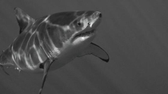 The warning signs sharks give before they strike