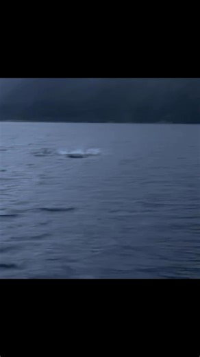 Check out the new vocals coming out of Pelican, Alaskan! @thewildalaskanlodge More than fishing, book your next wildlife adventure at thewildalaskanlodge.com #orca | The Wild Alaskan Lodge