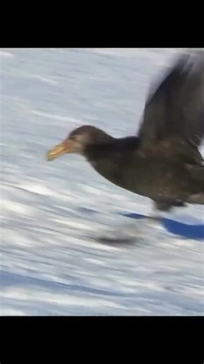 6.8K views · 81 reactions | The Adelie penguins | Wondersofjungle | Facebook