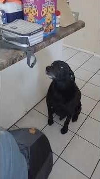 Puppers is 💯 all-american black lab 💖😄❤️ #lovemypuppers