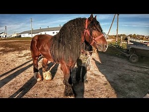 ВЕЛИКИЙ ВИБІР ЖЕРЕБЦІВ НА ПРОДАЖУ/ НЕПЕРЕВЕРШЕНИЙ ХАРІ🤩/Коні Ваговози/horses in Ukraine