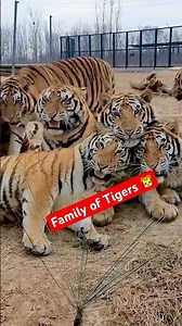 7 Tigers Roaring Together | #tiger #dubai #zoo