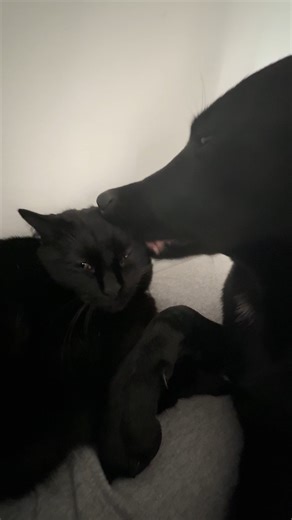 Cat and dog act like twins! #catdog #unlikelyfriendship #cuddlebuddies | Cuddle Buddies