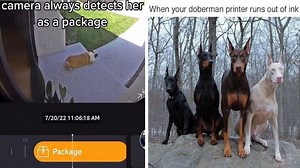 22 Dog Memes For A Morning Pick-Me-Up