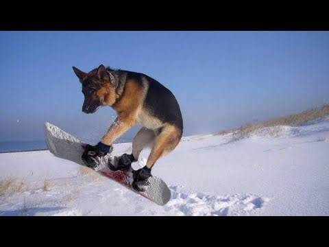 ❄️ Dogs Going Crazy in the Snow! (Cutest Winter Moments)
