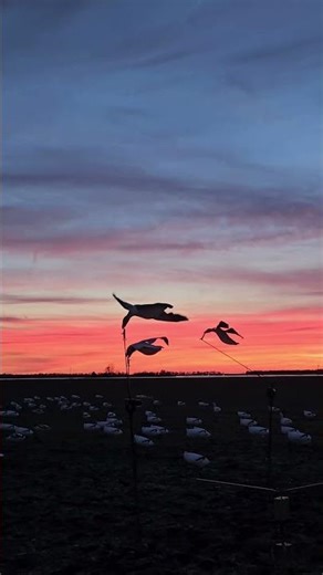 #snowgoosehunting #snowgeese #arkansas #remington #wingshot