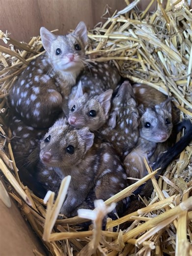 177K views · 5.1K reactions | A group of friends encounters distinctly patterned organisms in a nest – they examine them closely, and pure shock sets in once the animals' true identity is unveiled... Discover details below 勞 | Pet Lover | Facebook