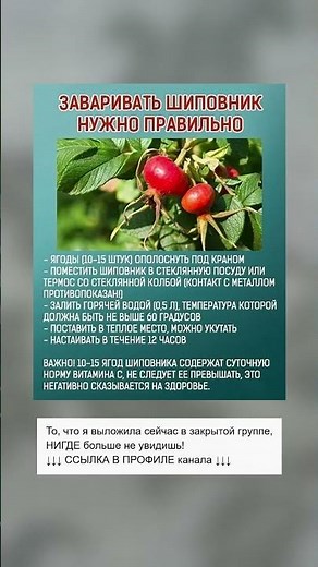 Правильный способ заварить шиповник