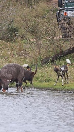 Buck Fighting Wild Dogs & Hippos Gets Caught by Crocodile - Wayne Myburgh | Latest Sightings - Kruger