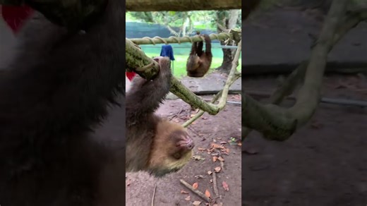 Fall in love as a baby sloth practices the cutest exercises