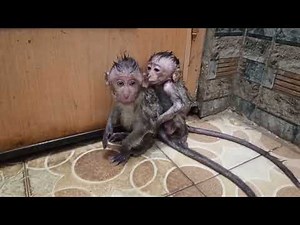 Take a shower.Baim Bino Afraid water.clean and health. #monkey