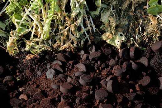 Organic vs. chemical gardening: What really works for your plants