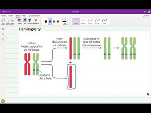Lec What is meant by Hit (Loss of Heterozygosity)