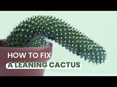SUCCULENT TIPS | MY CACTUS IS LEANING OVER | CAUSE AND FIXES