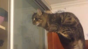 Cat fails an attempted jump