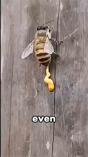 2.6K views | bee poop | NS Electric | Facebook