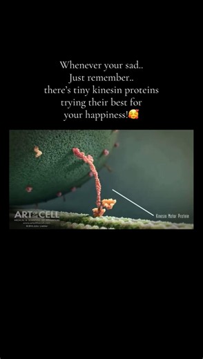 How Proteins Travel Inside Neurons