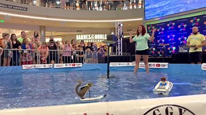 32K views · 779 reactions | Taylor Swift? No, it’s Twiggy The Water Skiing Squirrel!  Missed the action today? Don’t worry! Twiggy has shows tomorrow + Sunday at Noon, 2 p.m. and 4 p.m. | Mall of America | Facebook