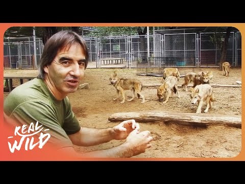WOLVES UNLEASHED | Training Wolves For Hollywood | 4K