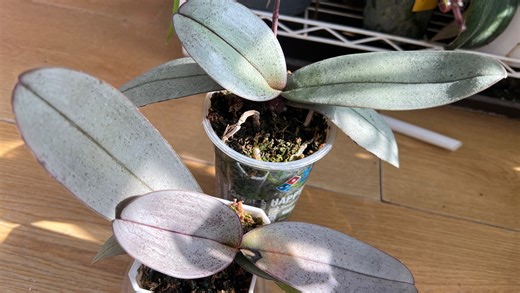 【蝴蝶兰】西x曼尼，养护试验第三期