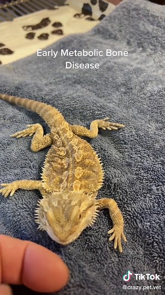 Expert Reptile Veterinary Care Near You