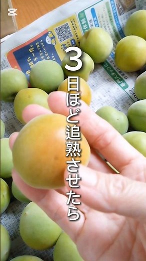 ②梅の塩漬け 追熟させたら梅の重量が減った #梅干し #梅仕事 #南高梅