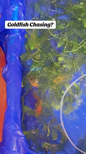 5 Things to Know About Goldfish Chasing Behaviour If you’ve noticed one of your goldfish constantly following another around the tank, here are five things I’ve learned that might help you figure out what’s going on behind the glass. First, the most common reason is simply spawning behaviour. If you see a male relentlessly pursuing a female, especially if he’s nudging her near the belly, he’s likely trying to encourage her to release eggs so he can fertilize them. It’s their natural breeding dan