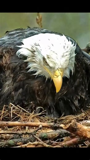 The ultimate parenting flex: being a dadbrella. (Footage from a prior season) | explore.org