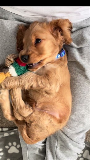 Almost as obsessed with his bird as we are with him🐾 #cockerspaniel#cockerspanielplaying#puppyplay#love#puppytiktok